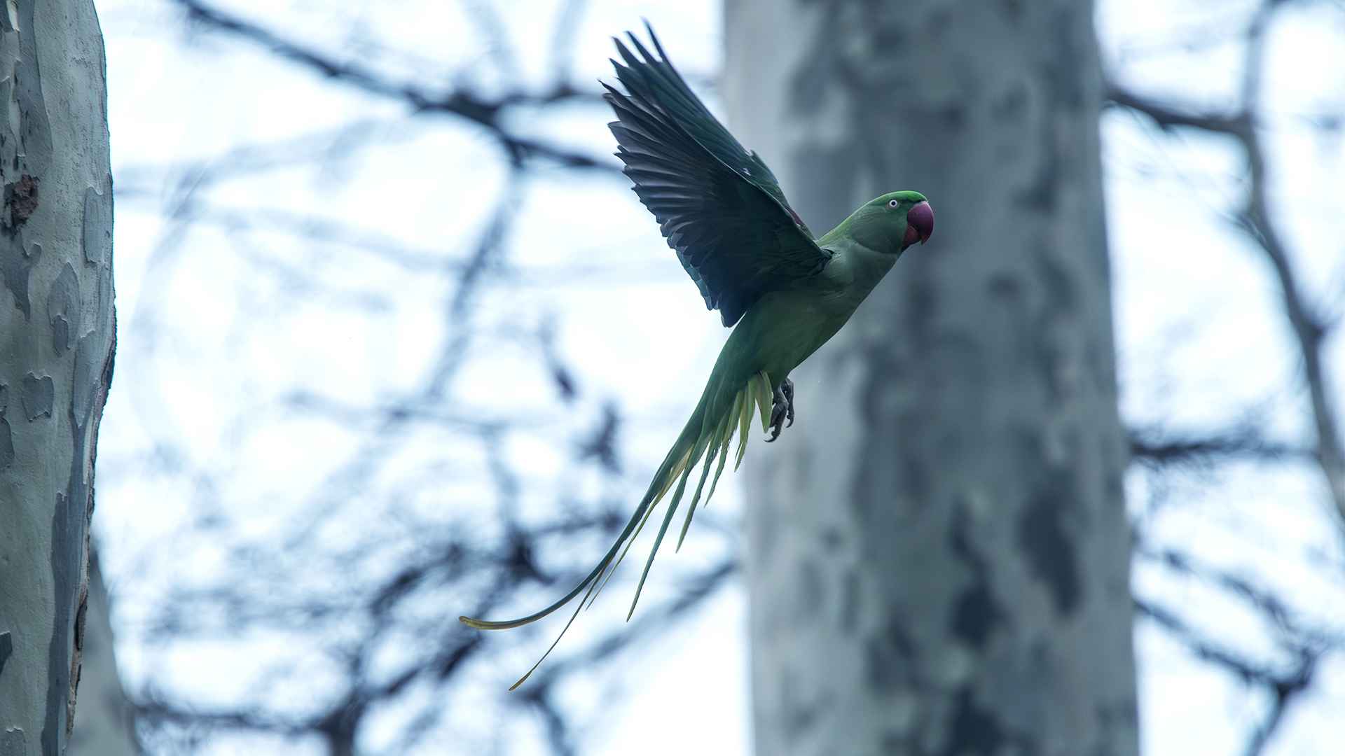 Rose-ringed Parakeet